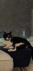 Lost Male Cat last seen Gouin / Henri d’Arles, Montréal, QC H4K 1B5