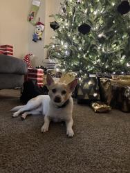 Lost Male Dog last seen Jamacha Blvd , Spring Valley, CA 91977