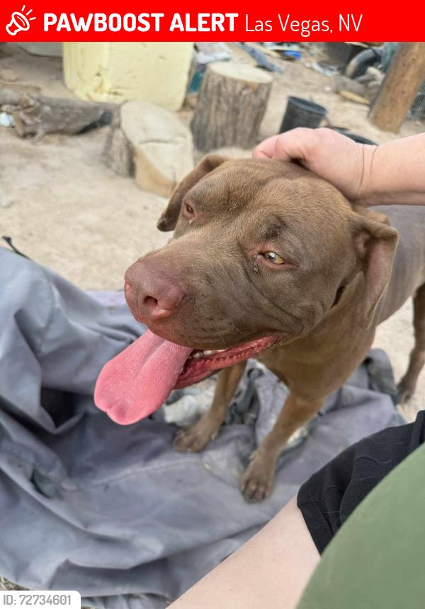 Lost Male Dog last seen Lake Mead and Judson , Las Vegas, NV 89156