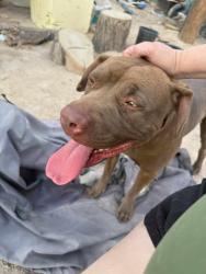 Lost Male Dog last seen Lake Mead and Judson , Las Vegas, NV 89156