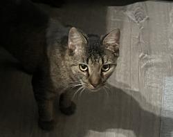 Found/Stray Male Cat last seen Near at Saint Nicholas , New York, NY 10033