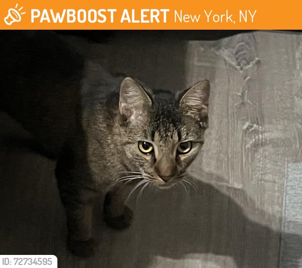 Found/Stray Male Cat last seen Near at Saint Nicholas , New York, NY 10033