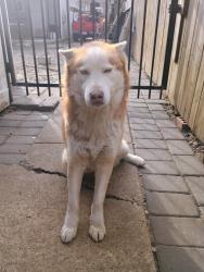 Lost Male Dog last seen 92nd and Wentworth ave, Chicago, IL 60620