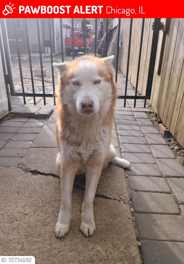 Lost Male Dog last seen 92nd and Wentworth ave, Chicago, IL 60620