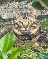 Found/Stray Unknown Cat last seen Marina Hills and Golden Lantern, Dana Point, CA 92629