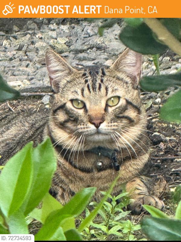 Found/Stray Unknown Cat last seen Marina Hills and Golden Lantern, Dana Point, CA 92629