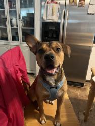 Lost Male Dog last seen Weddington Road Dog Park , Concord, NC 28027