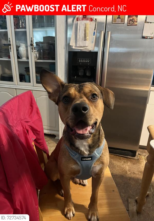 Lost Male Dog last seen Weddington Road Dog Park , Concord, NC 28027