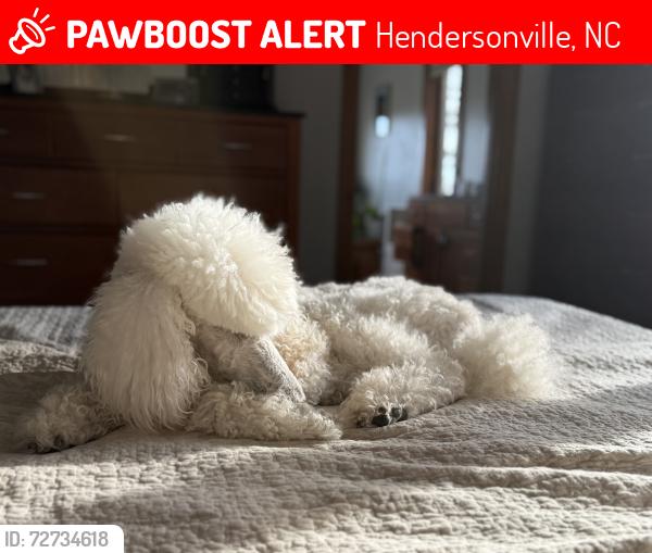 Lost Male Dog last seen Charming Lane, Hendersonville, NC 28792