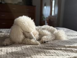 Lost Male Dog last seen Charming Lane, Hendersonville, NC 28792