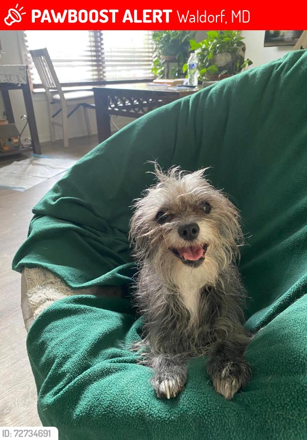 Lost Female Dog last seen Council Oak Dr, Waldorf, MD 20601, Waldorf, MD 20601