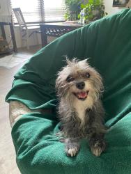 Lost Female Dog last seen Council Oak Dr, Waldorf, MD 20601, Waldorf, MD 20601