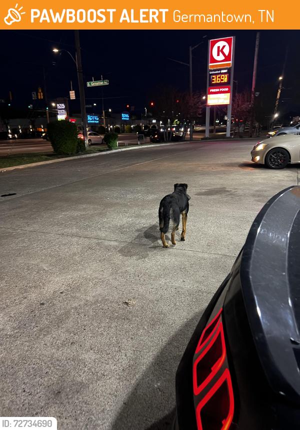 Found/Stray Unknown Dog last seen Near Winchester rd and Germantown drive at s gas station , Germantown, TN 38017