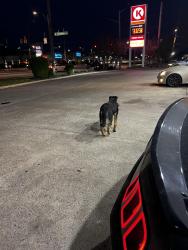Found/Stray Unknown Dog last seen Near Winchester rd and Germantown drive at s gas station , Germantown, TN 38017