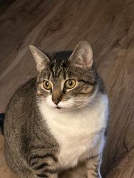 Lost Female Cat last seen Milligan Highway, Johnson City, TN 37601