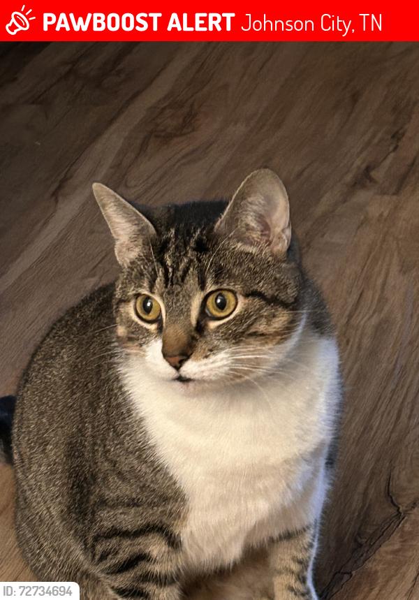 Lost Female Cat last seen Milligan Highway, Johnson City, TN 37601