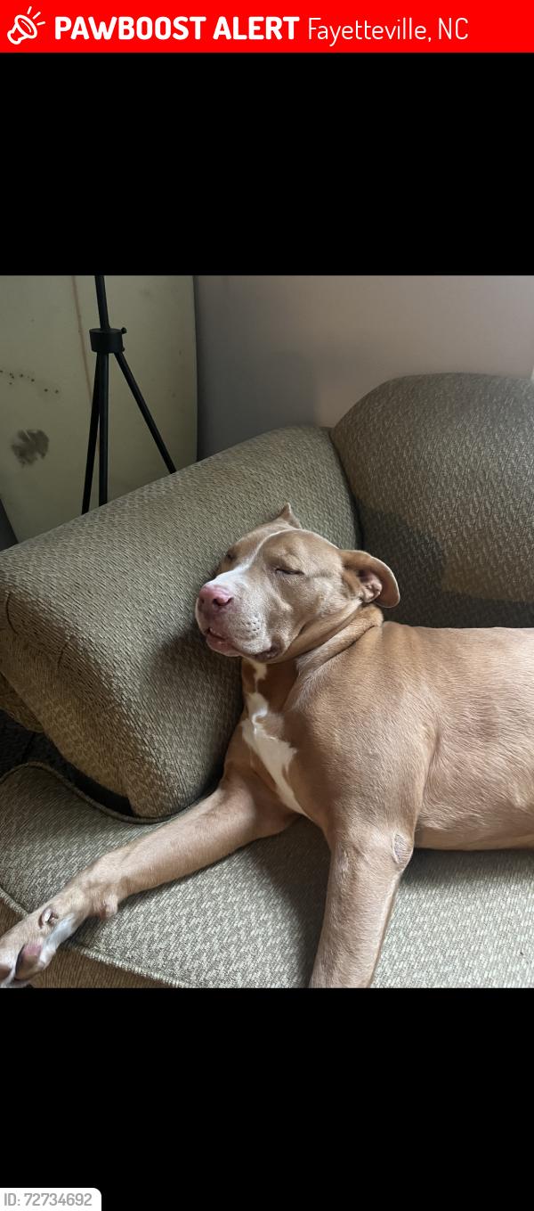 Lost Male Dog last seen Near Aloha Dr, Fayetteville NC, Fayetteville, NC 28311