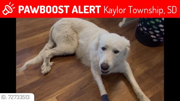 Lost Female Dog last seen 290th st and 416th ave Kaylor SD, Kaylor Township, SD 57059