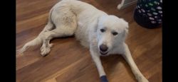Lost Female Dog last seen 290th st and 416th ave Kaylor SD, Kaylor Township, SD 57059