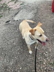 Found/Stray Female Dog last seen College in Rossman elementary, Cheyenne, WY 82007