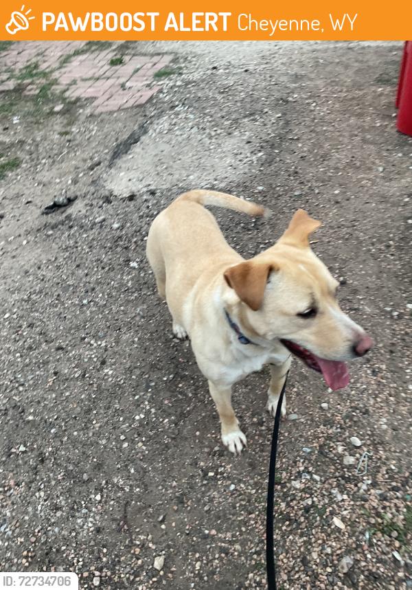 Found/Stray Female Dog last seen College in Rossman elementary, Cheyenne, WY 82007
