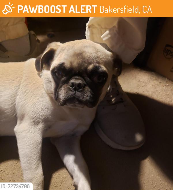 Found/Stray Female Dog last seen Ethrum and Phoenix, Bakersfield, CA 93307