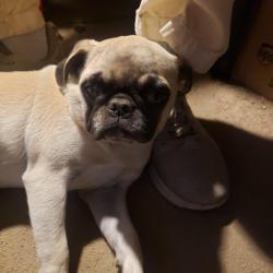 Found/Stray Female Dog last seen Ethrum and Phoenix, Bakersfield, CA 93307