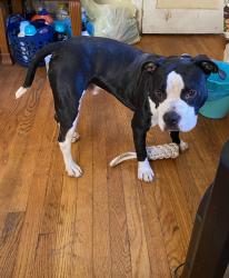Lost Male Dog last seen Hargett st and Pettigrew st, Raleigh, NC 27610