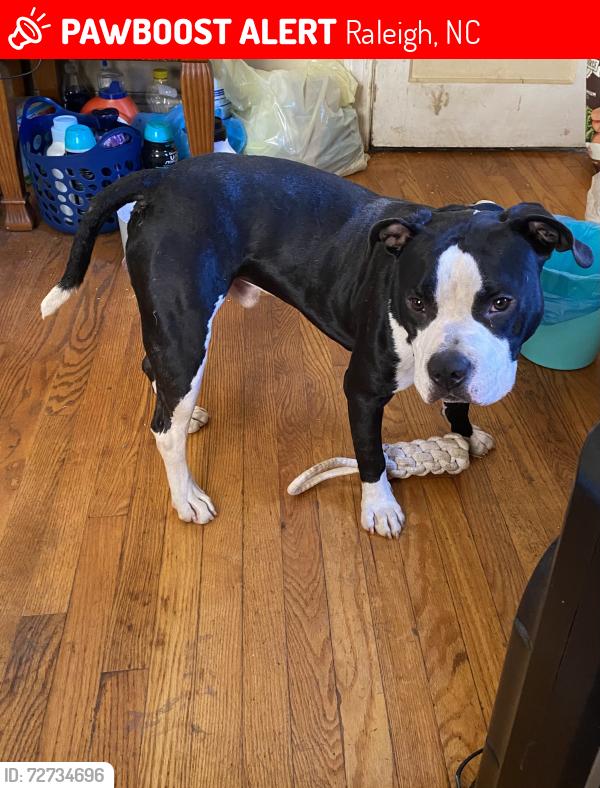 Lost Male Dog last seen Hargett st and Pettigrew st, Raleigh, NC 27610