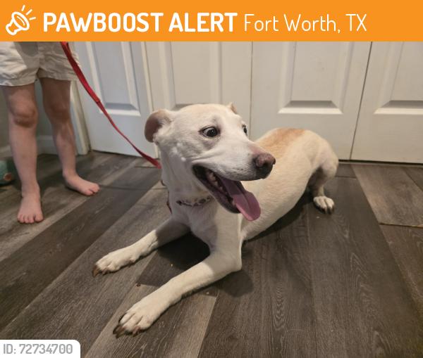 Found/Stray Female Dog last seen WJBoaz at Elkins School Rd, Fort Worth, TX 76179