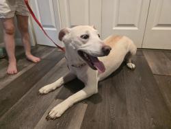 Found/Stray Female Dog last seen WJBoaz at Elkins School Rd, Fort Worth, TX 76179