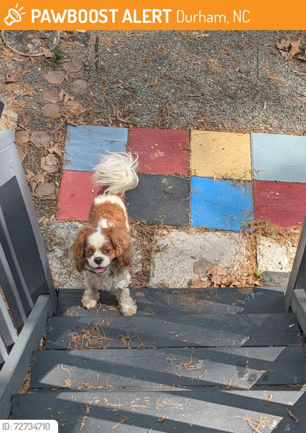 Found/Stray Male Dog last seen Midland Terrace Durham NC , Durham, NC 27704