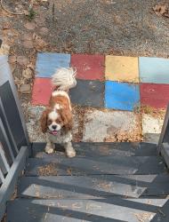 Found/Stray Male Dog last seen Midland Terrace Durham NC , Durham, NC 27704