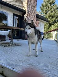 Found/Stray Male Dog last seen Boulevard Rd, Olympia, WA 98501