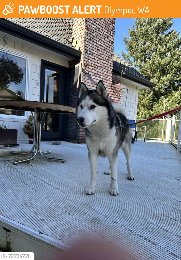 Found/Stray Male Dog last seen Boulevard Rd, Olympia, WA 98501