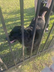Found/Stray Unknown Dog last seen Farrow and Iris Street , Myrtle Beach, SC 29577