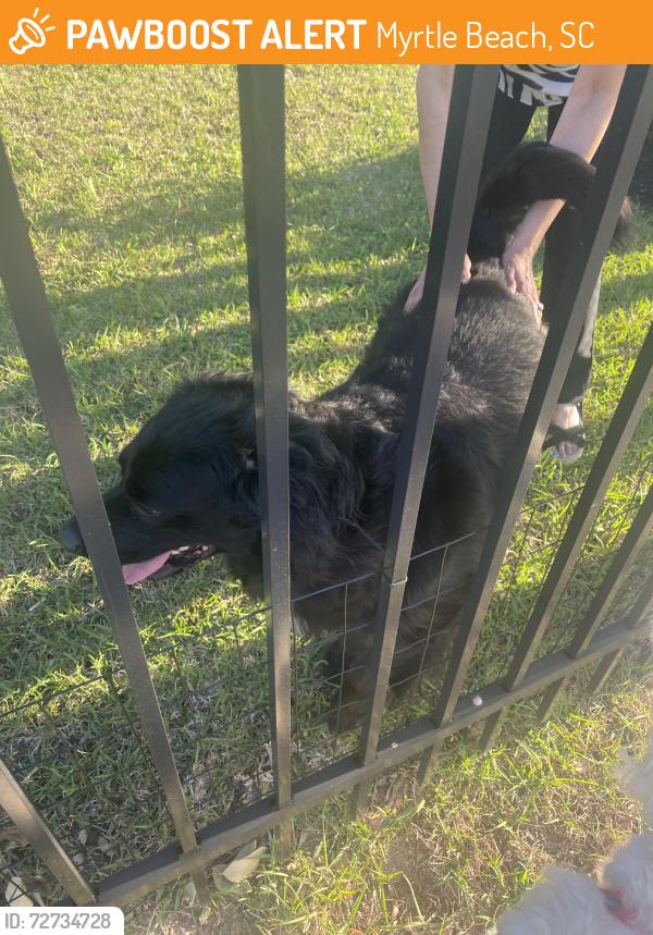 Found/Stray Unknown Dog last seen Farrow and Iris Street , Myrtle Beach, SC 29577