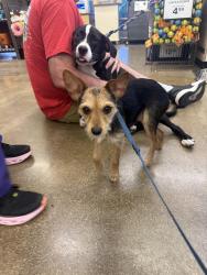 Found/Stray Male Dog last seen Tucker and Fielder , Arlington, TX 76010