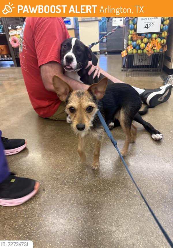 Found/Stray Male Dog last seen Tucker and Fielder , Arlington, TX 76010