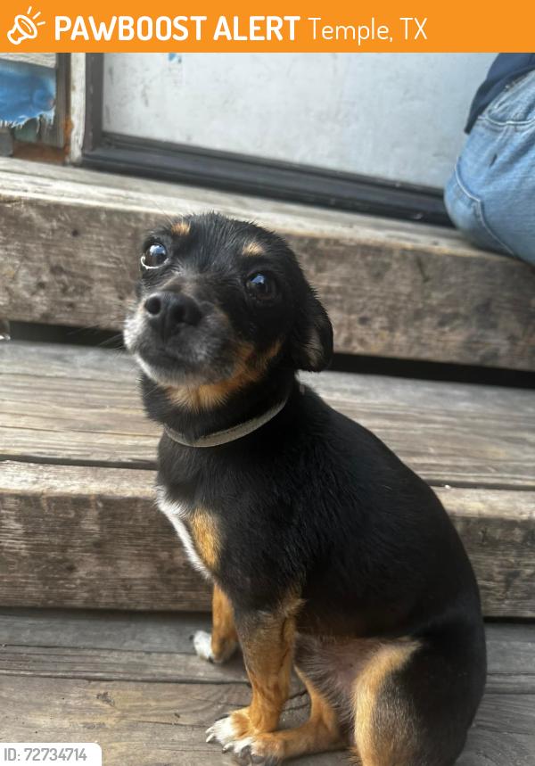 Found/Stray Male Dog last seen South15th St Temple Tx, Temple, TX 76504