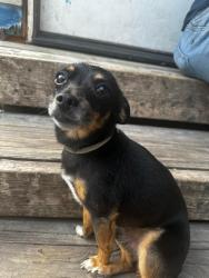 Found/Stray Male Dog last seen South15th St Temple Tx, Temple, TX 76504
