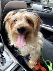 Lost Male Dog last seen Country Club of the Poconos  Fazio Way, Middle Smithfield Township, PA 18302