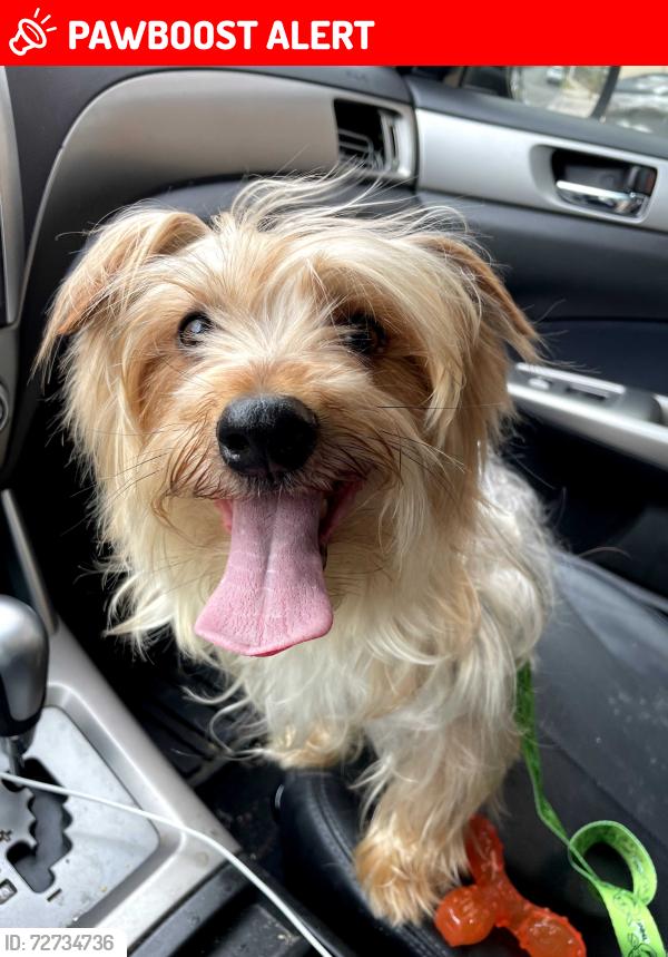 Lost Male Dog last seen Country Club of the Poconos  Fazio Way, Middle Smithfield Township, PA 18302