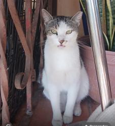 Lost Female Cat last seen 97th St, 40th ST (Bird Road), Miami, FL 33165