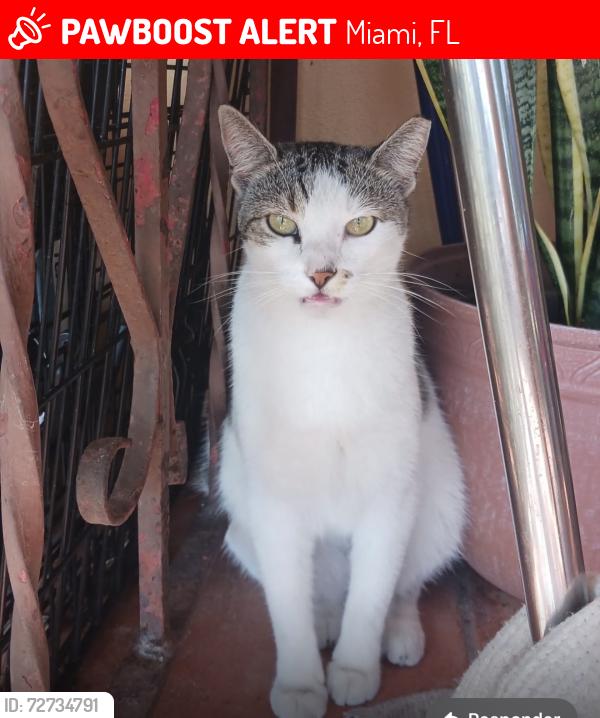 Lost Female Cat last seen 97th St, 40th ST (Bird Road), Miami, FL 33165