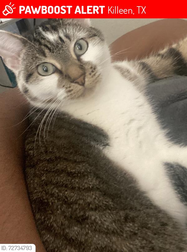 Lost Female Cat last seen Golden Gate Dr and Clear Creek Rd, Killeen, TX 76549