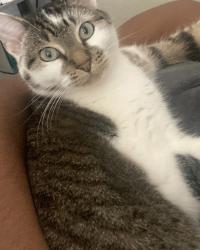Lost Female Cat last seen Golden Gate Dr and Clear Creek Rd, Killeen, TX 76549