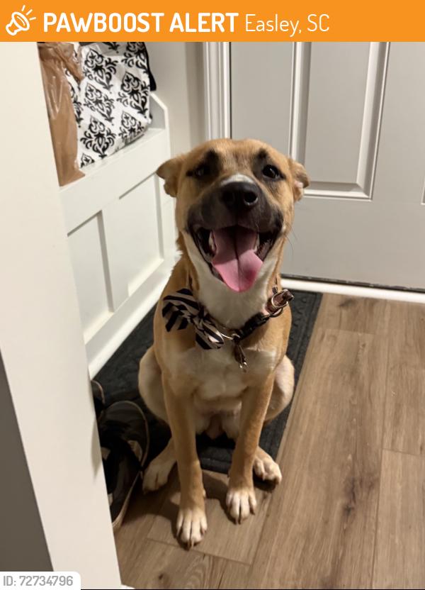 Found/Stray Female Dog last seen DS Mill Rd, Pelzer hwy, Easley, SC 29641