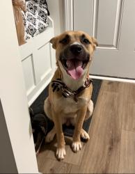 Found/Stray Female Dog last seen DS Mill Rd, Pelzer hwy, Easley, SC 29641