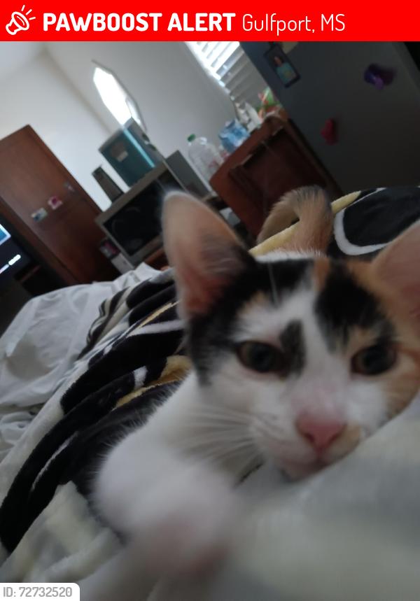 Lost Female Cat last seen Three Rivers landing apmts , Gulfport, MS 39503